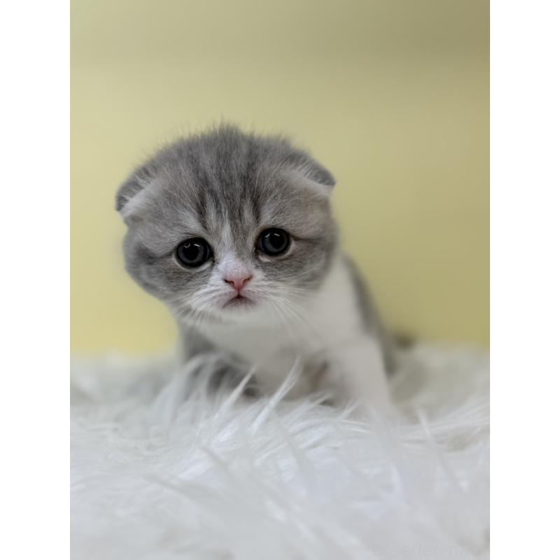 販売中の埼玉県のスコティッシュフォールド(折れ耳)-132081の2枚目