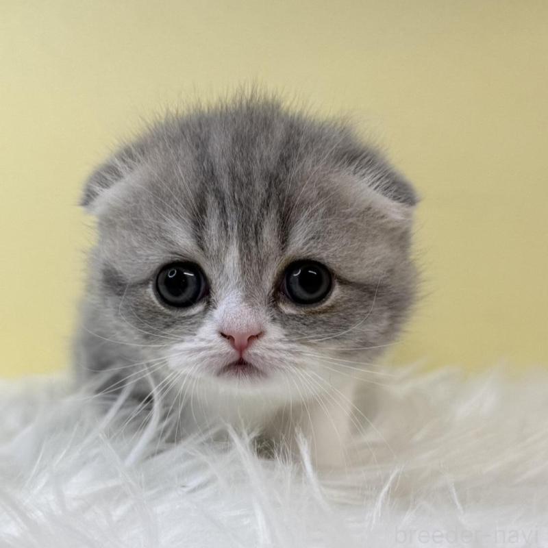 販売中の埼玉県のスコティッシュフォールド(折れ耳)-132081の1枚目