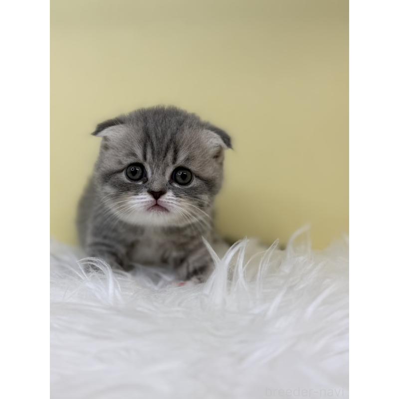 販売中の埼玉県のスコティッシュフォールド(折れ耳)-132082の4枚目