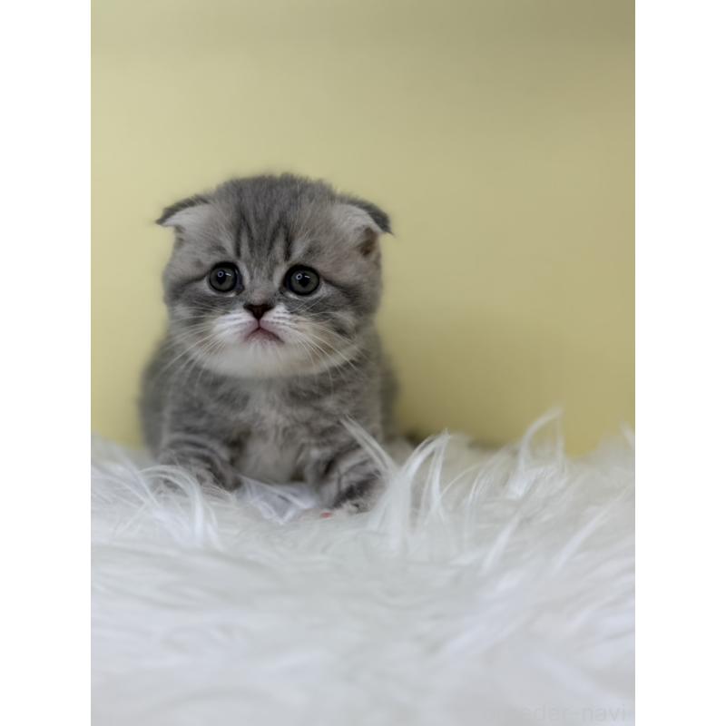 販売中の埼玉県のスコティッシュフォールド(折れ耳)-132082の3枚目