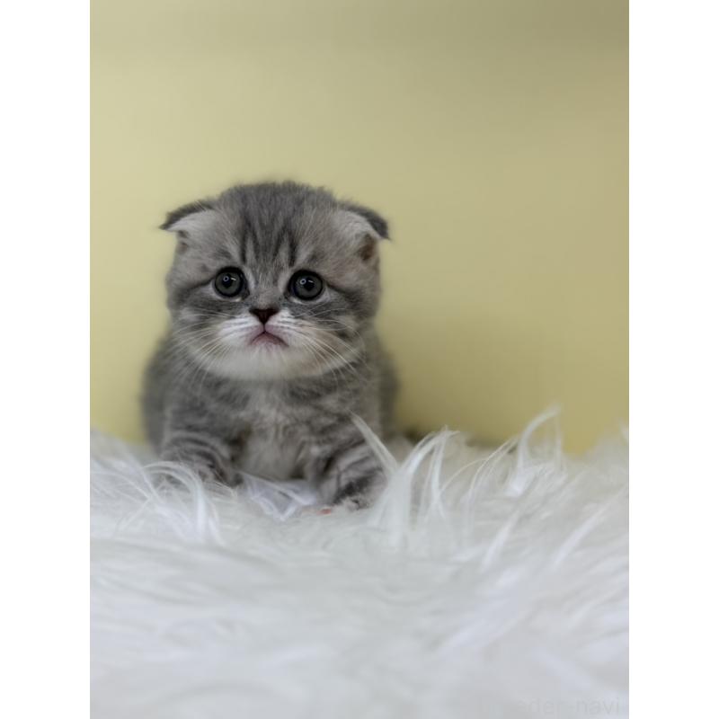 販売中の埼玉県のスコティッシュフォールド(折れ耳)-132082の2枚目