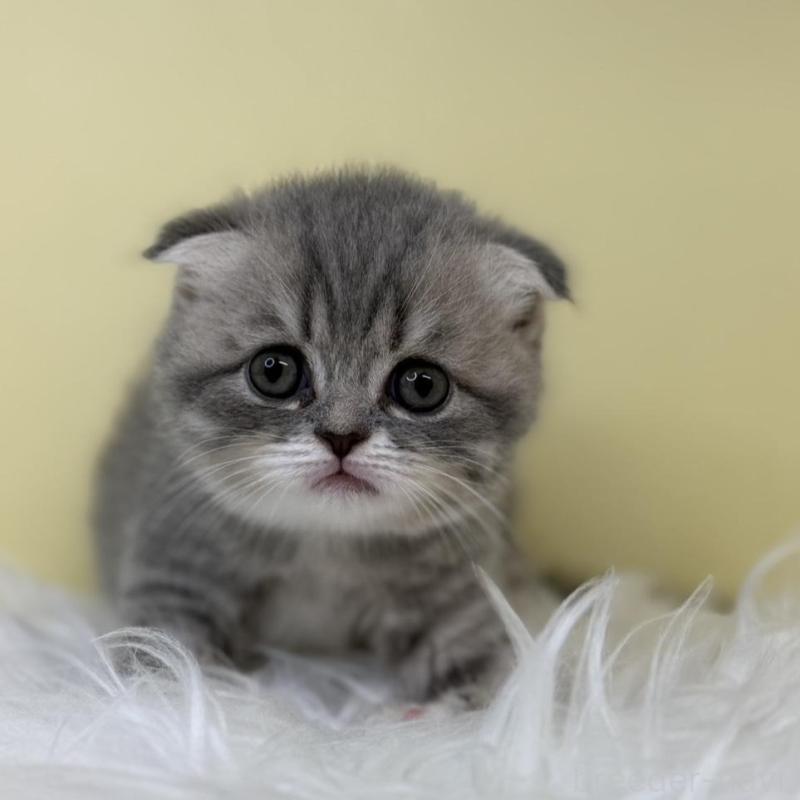 販売中の埼玉県のスコティッシュフォールド(折れ耳)-132082の1枚目