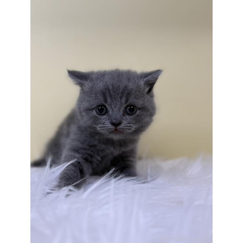 販売中の埼玉県のスコティッシュフォールド-132083の4枚目