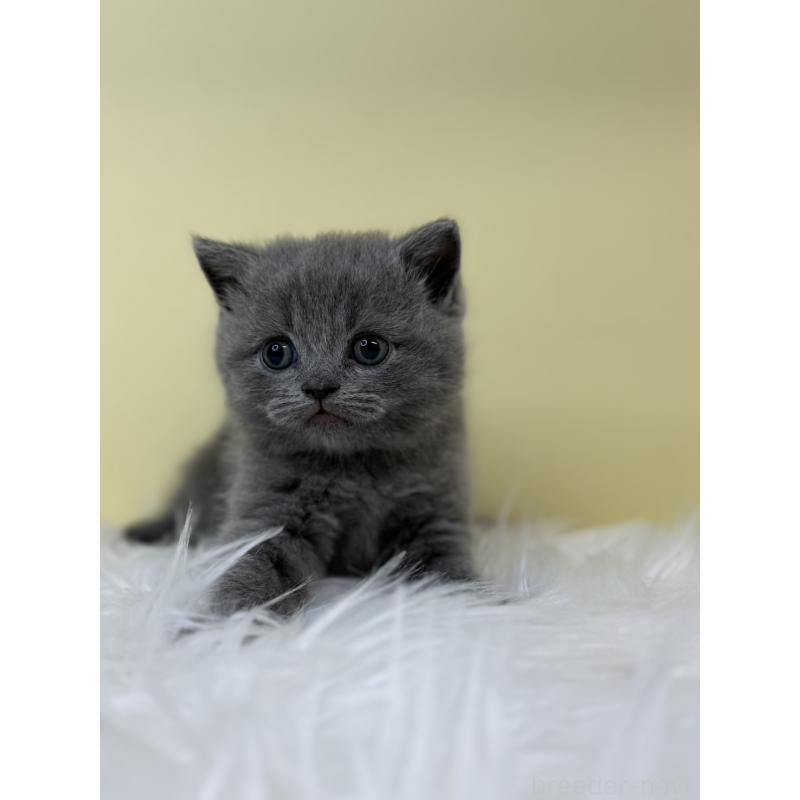 販売中の埼玉県のスコティッシュフォールド-132083の3枚目