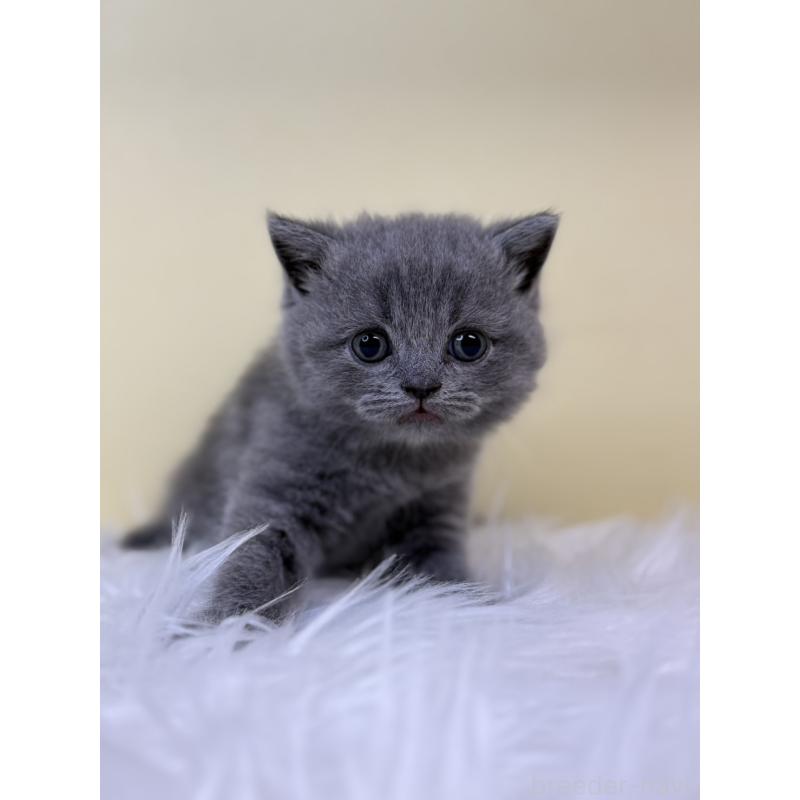 販売中の埼玉県のスコティッシュフォールド-132083の2枚目