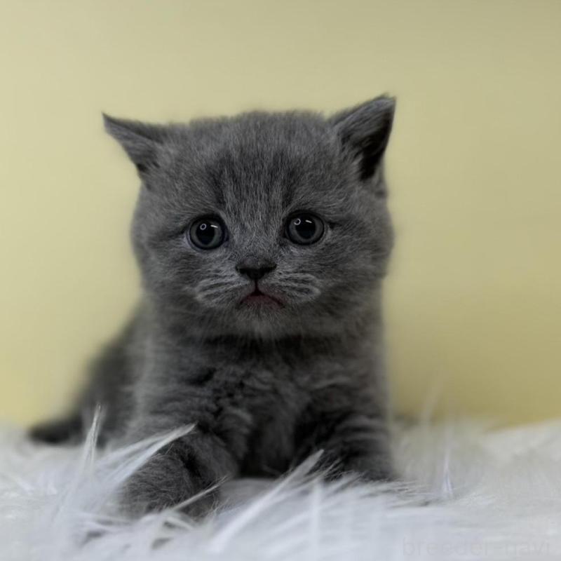 販売中の埼玉県のスコティッシュフォールド-132083の1枚目