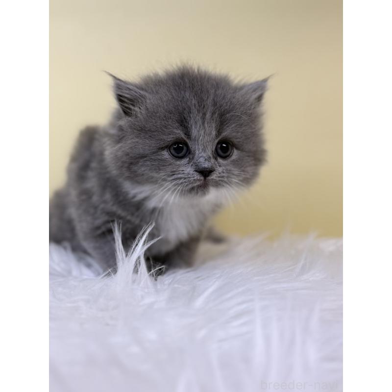 販売中の埼玉県のスコティッシュフォールド-132085の4枚目