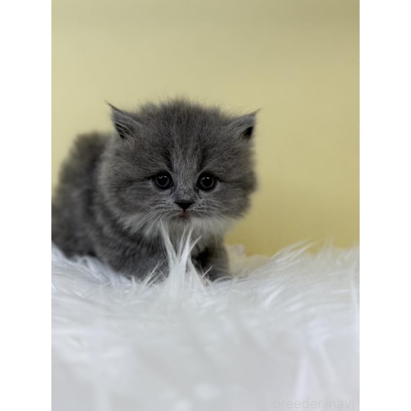 販売中の埼玉県のスコティッシュフォールド-132085の3枚目