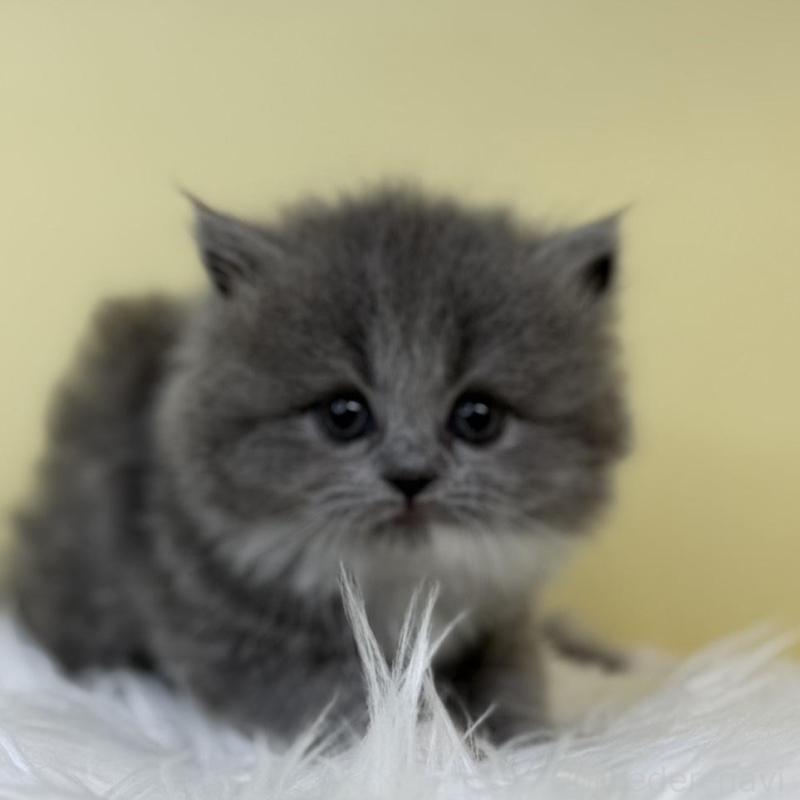 販売中の埼玉県のスコティッシュフォールド-132085の1枚目