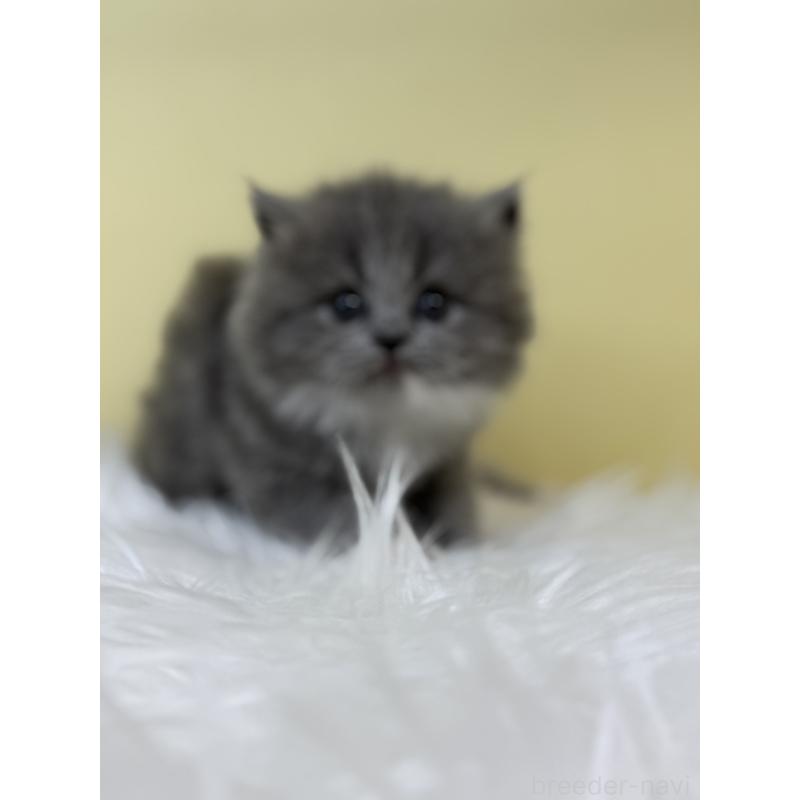 販売中の埼玉県のスコティッシュフォールド-132085の2枚目