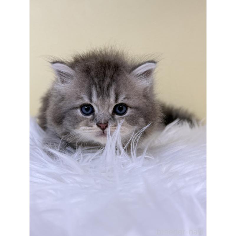 販売中の埼玉県のサイベリアン-132086の4枚目