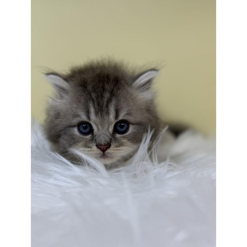 販売中の埼玉県のサイベリアン-132086の3枚目