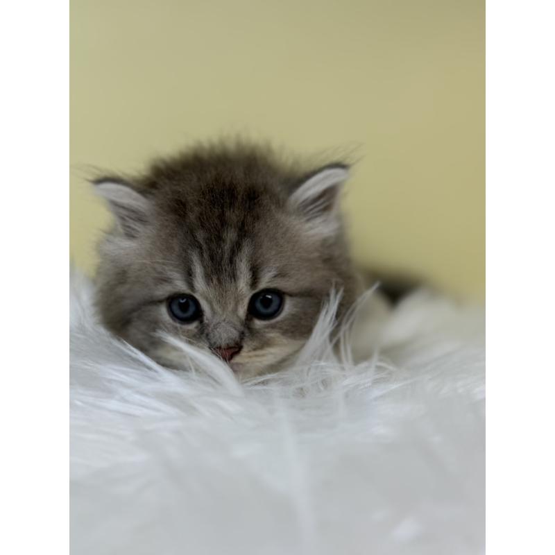 販売中の埼玉県のサイベリアン-132086の2枚目