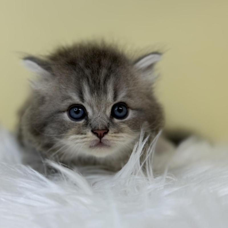 販売中の埼玉県のサイベリアン-132086