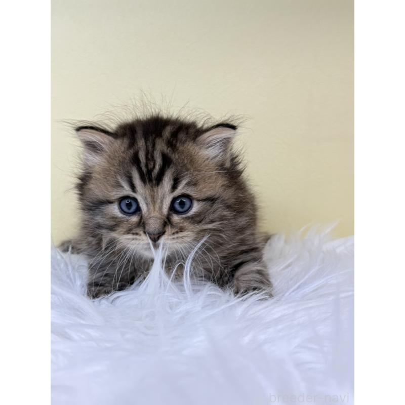 販売中の埼玉県のサイベリアン-132088の4枚目