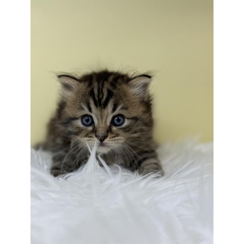 販売中の埼玉県のサイベリアン-132088の3枚目