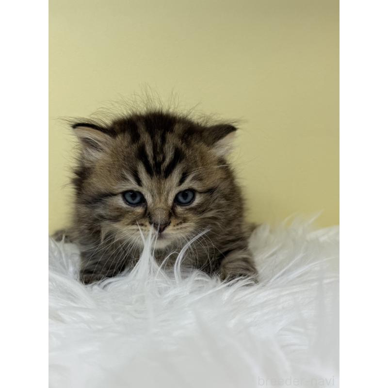 販売中の埼玉県のサイベリアン-132088の2枚目