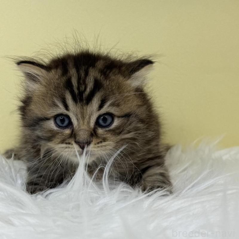 販売中の埼玉県のサイベリアン-132088