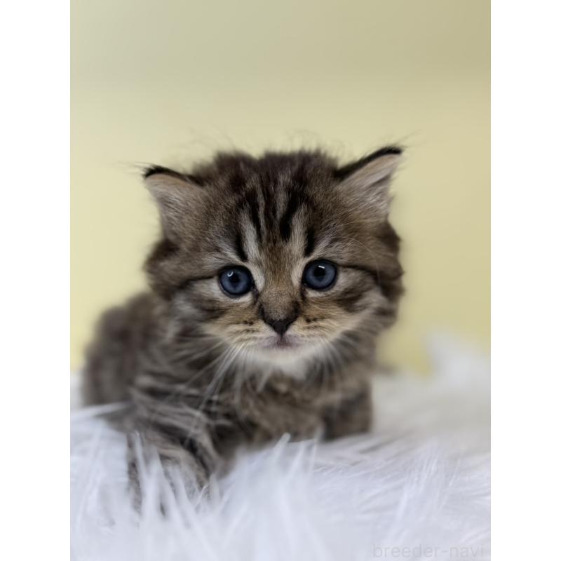 販売中の埼玉県のサイベリアン-132089の4枚目