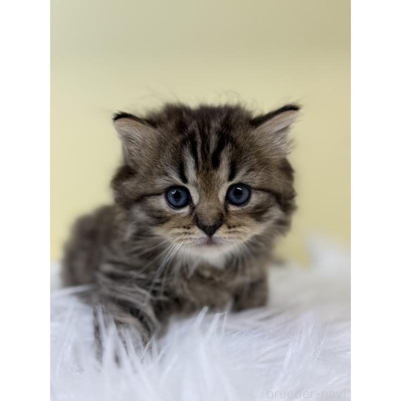 販売中の埼玉県のサイベリアン-132089の3枚目