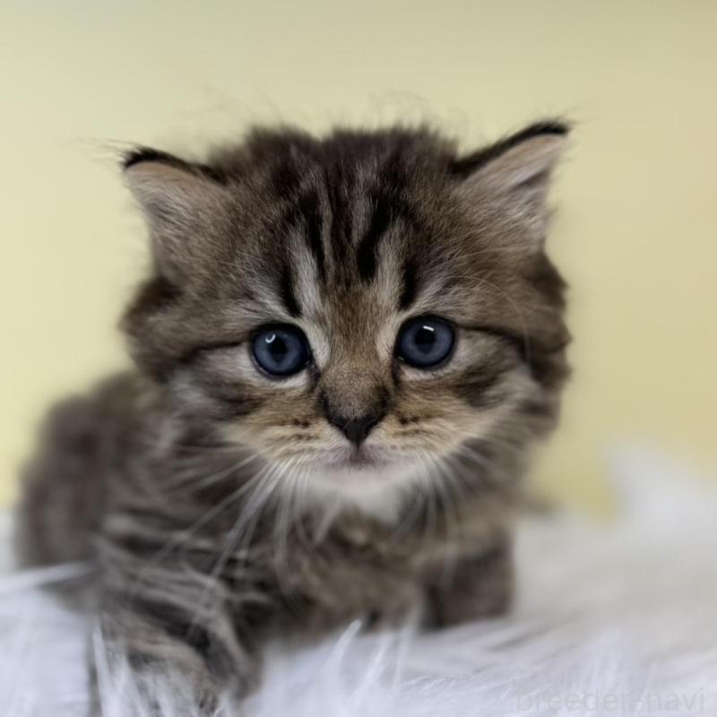 販売中の埼玉県のサイベリアン-132089