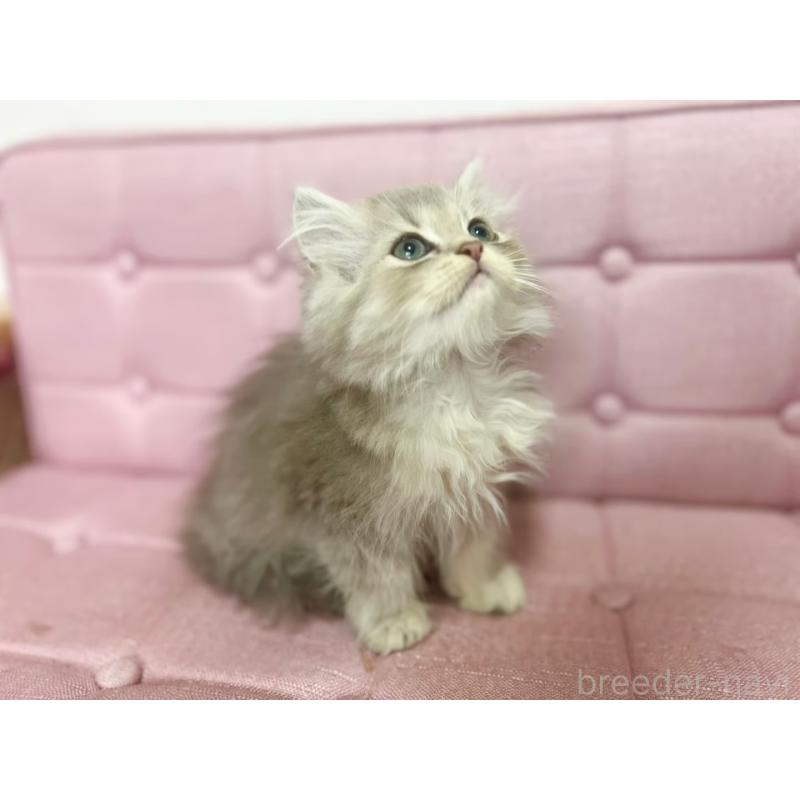 販売中の兵庫県のミヌエット-132201の4枚目