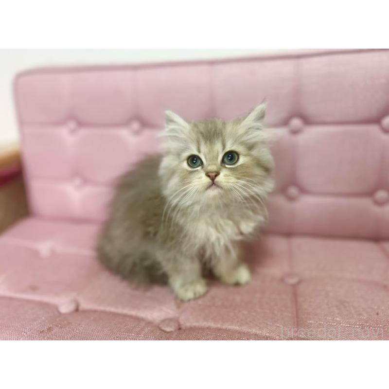 販売中の兵庫県のミヌエット-132201の3枚目