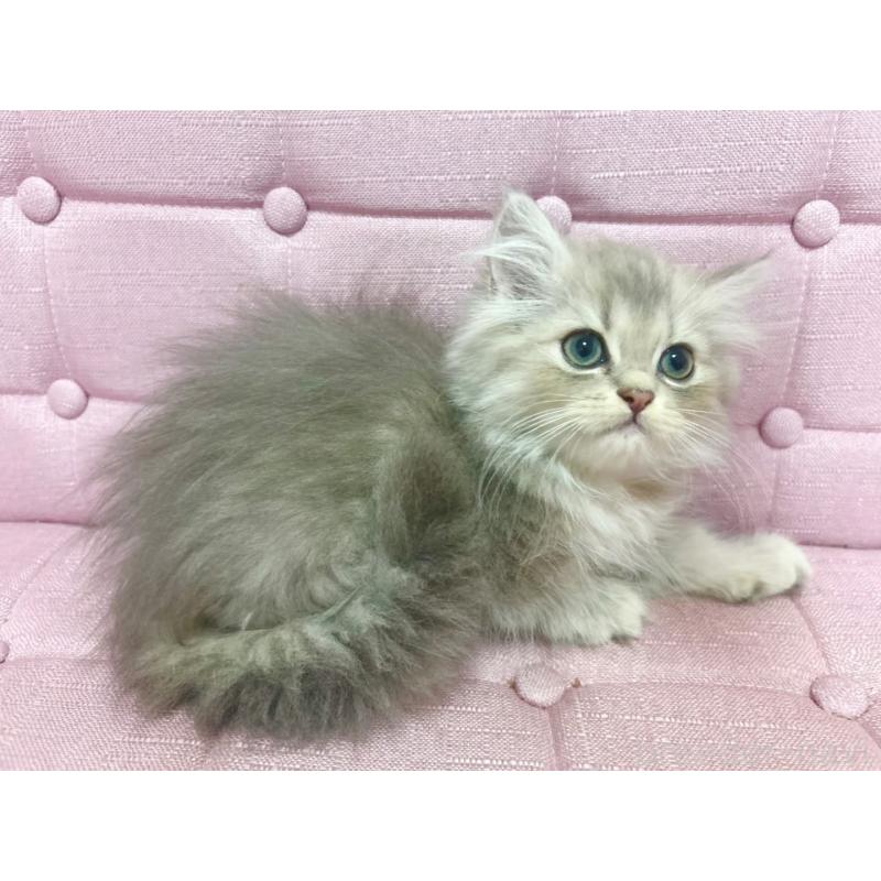 販売中の兵庫県のミヌエット-132201の2枚目