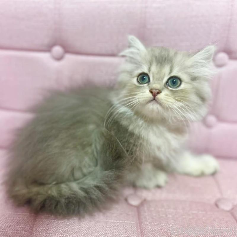 販売中の兵庫県のミヌエット-132201の1枚目