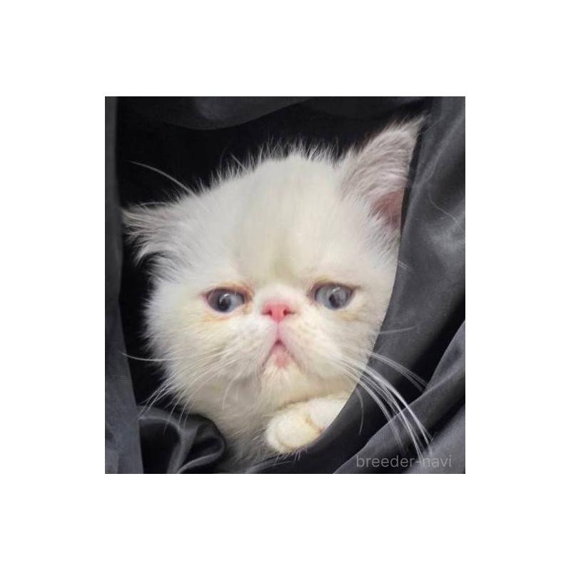 販売中の東京都のエキゾチックショートヘア-130012