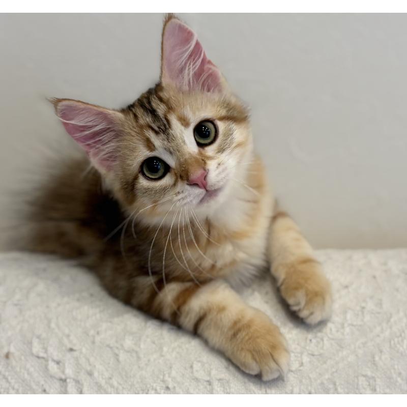 販売中の徳島県のサイベリアン-130409の2枚目