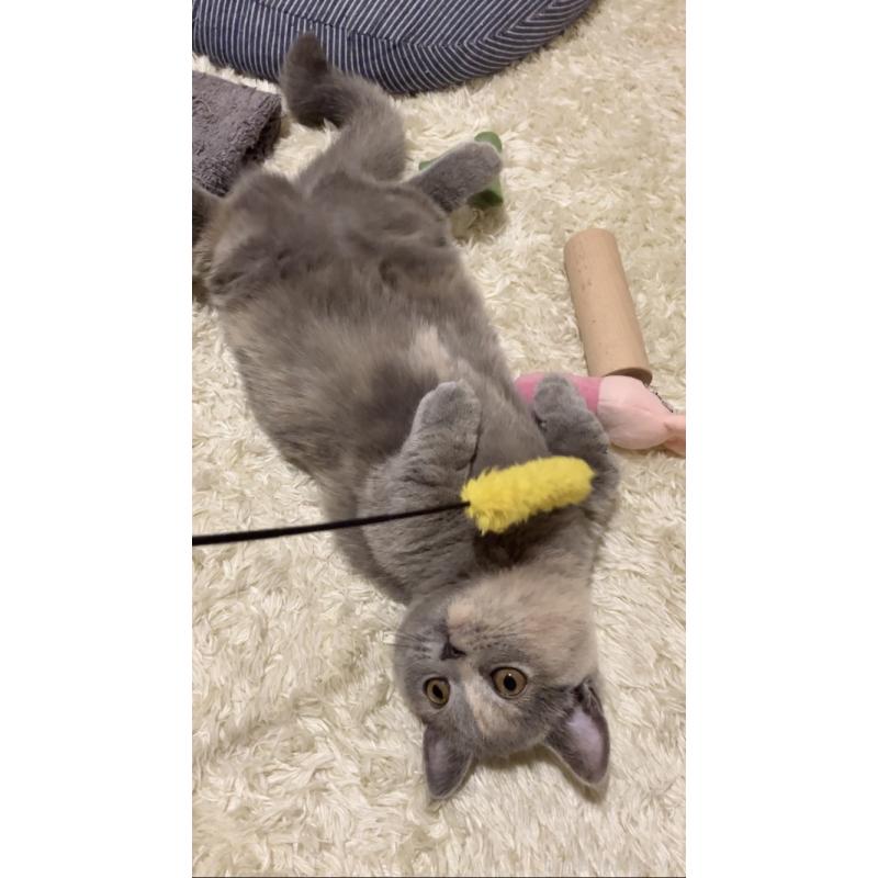 販売中の東京都のマンチカン(短足)-129602