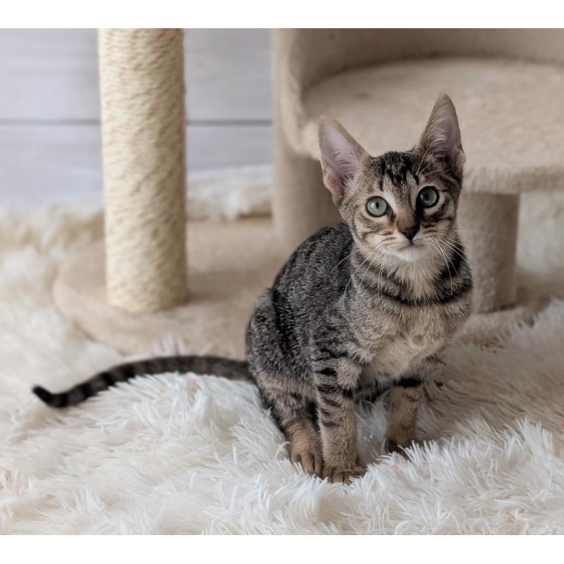 販売中の愛知県のミックス-132203の5枚目