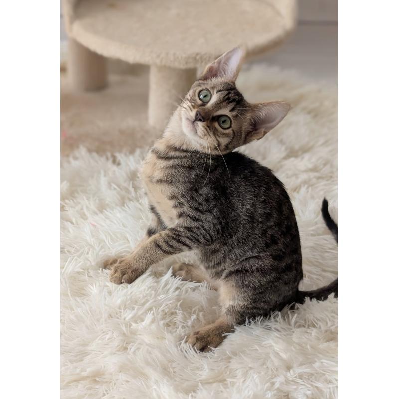 販売中の愛知県のミックス-132203の4枚目