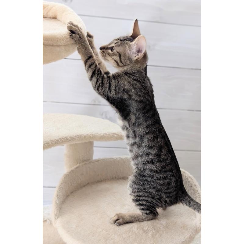 販売中の愛知県のミックス-132203の2枚目