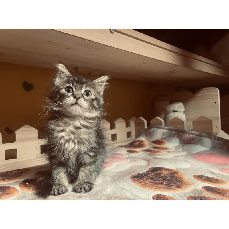 販売中の京都府のメインクーン-132120の4枚目