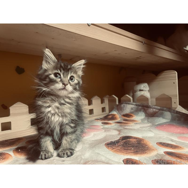 販売中の京都府のメインクーン-132120の3枚目