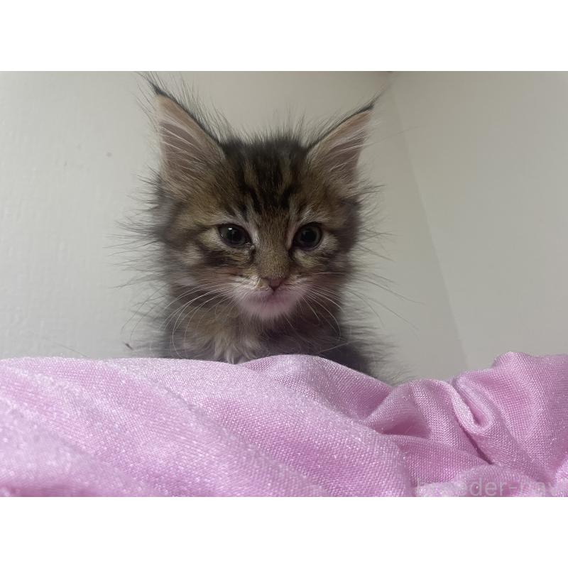 販売中の京都府のメインクーン-132120の2枚目