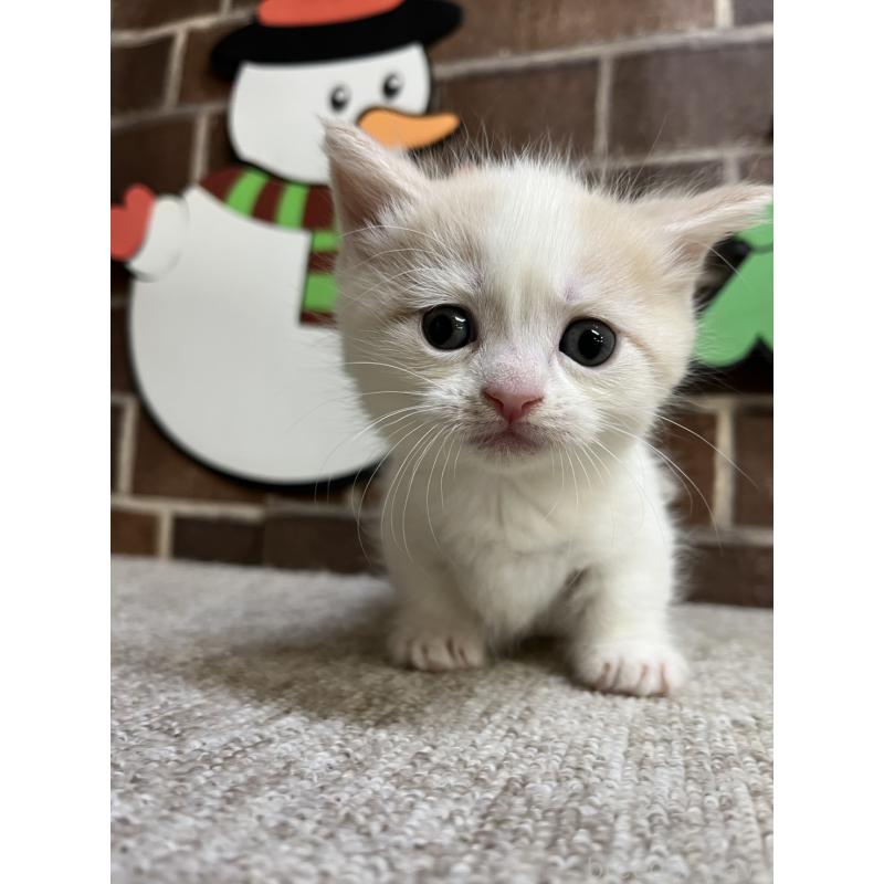 販売中の東京都のマンチカン(短足)-132121の9枚目