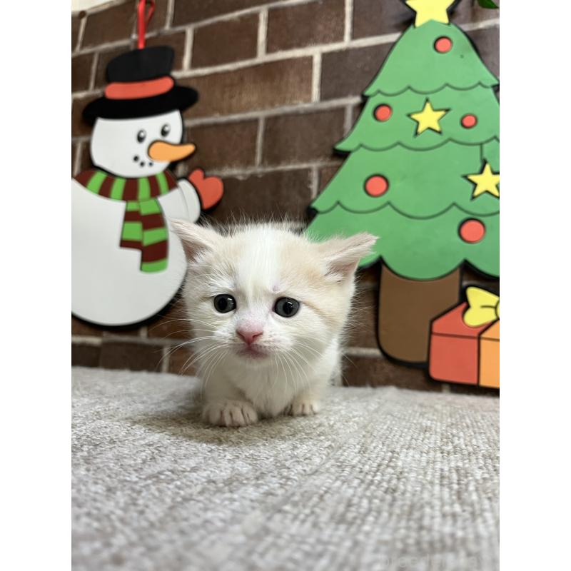 販売中の東京都のマンチカン(短足)-132121の8枚目