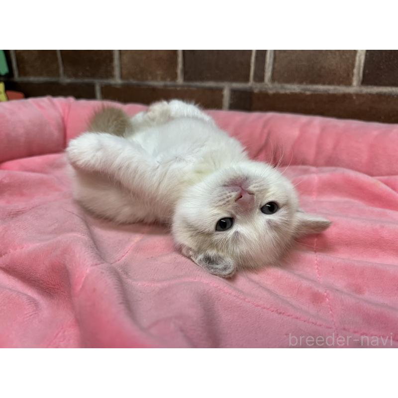 販売中の東京都のマンチカン(短足)-132121の7枚目