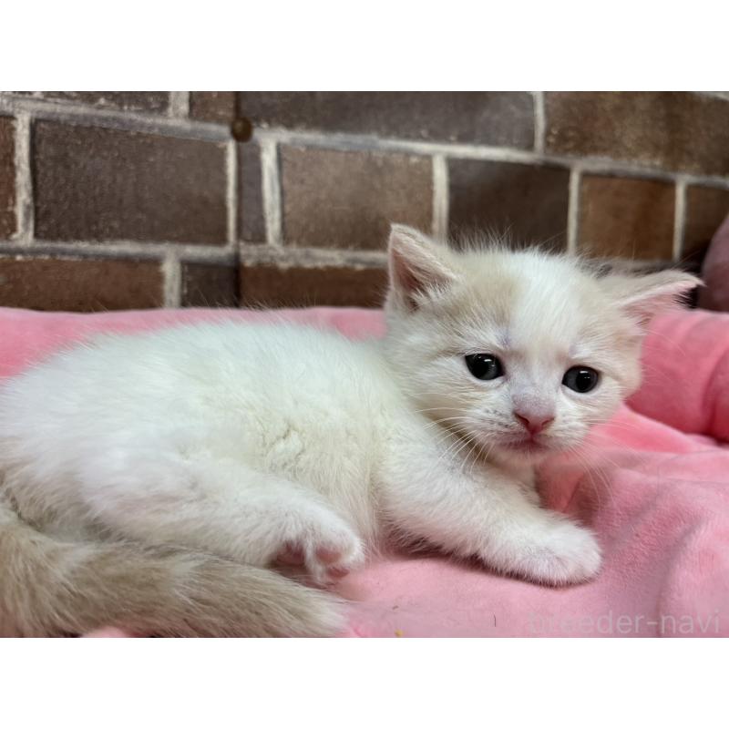 販売中の東京都のマンチカン(短足)-132121の6枚目