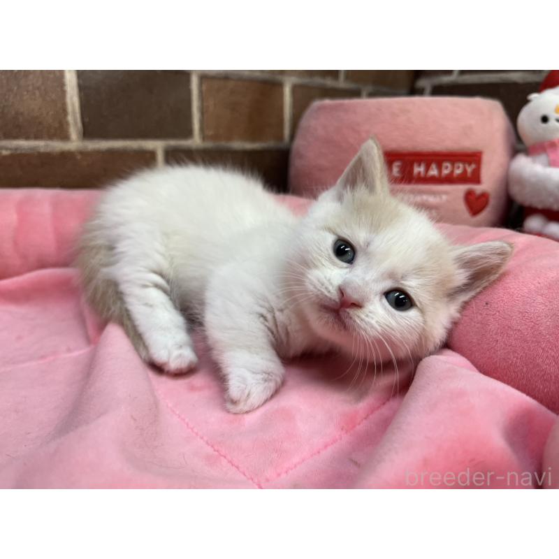 販売中の東京都のマンチカン(短足)-132121の5枚目