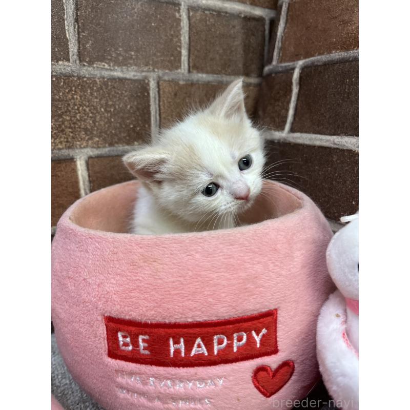 販売中の東京都のマンチカン(短足)-132121の4枚目