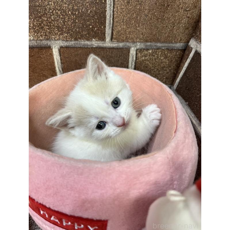 販売中の東京都のマンチカン(短足)-132121の3枚目