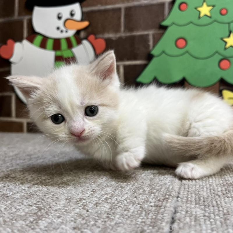 販売中の東京都のマンチカン(短足)-132121の1枚目