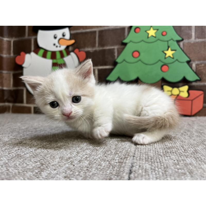 販売中の東京都のマンチカン(短足)-132121の2枚目