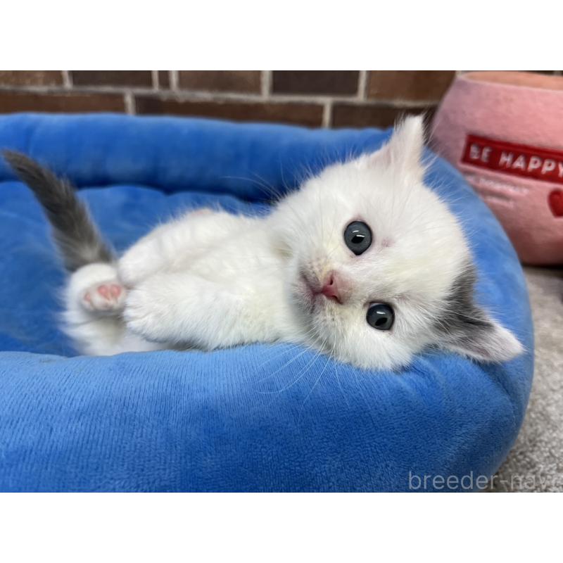 販売中の東京都のマンチカン(短足)-132122の7枚目