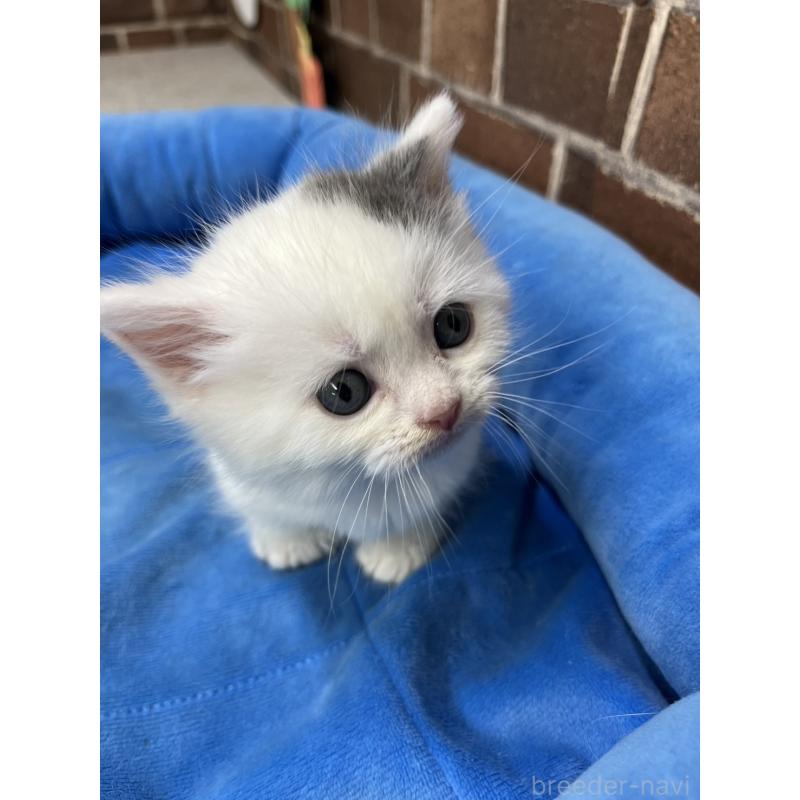 販売中の東京都のマンチカン(短足)-132122の6枚目