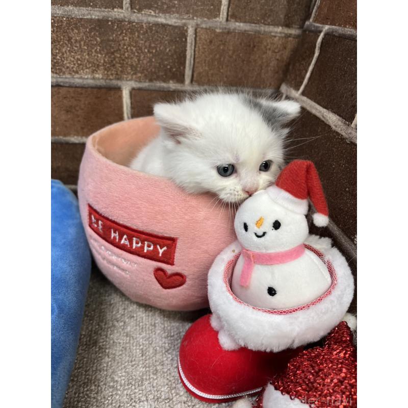 販売中の東京都のマンチカン(短足)-132122の5枚目